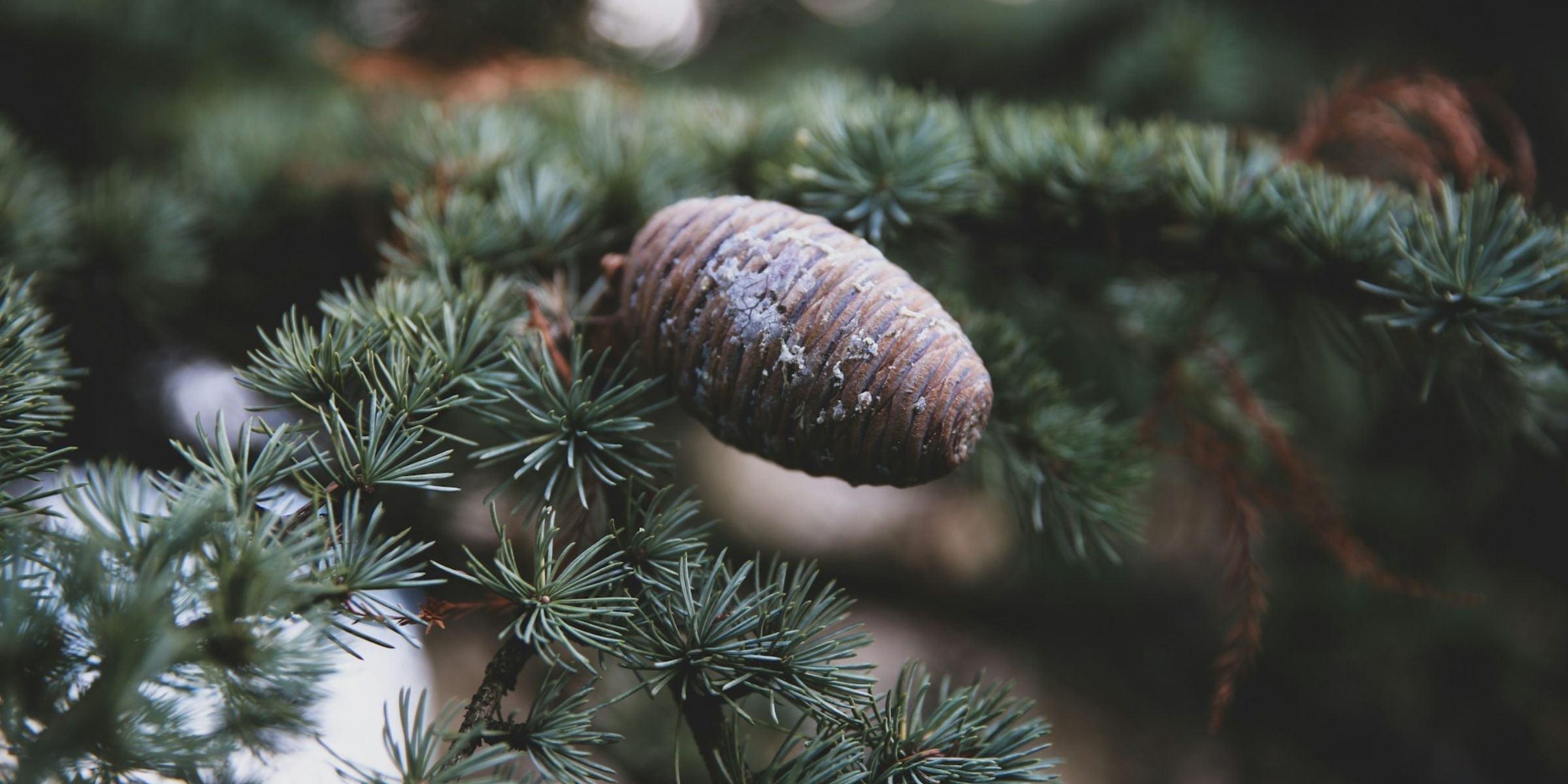 Wirkung von Zedernöl