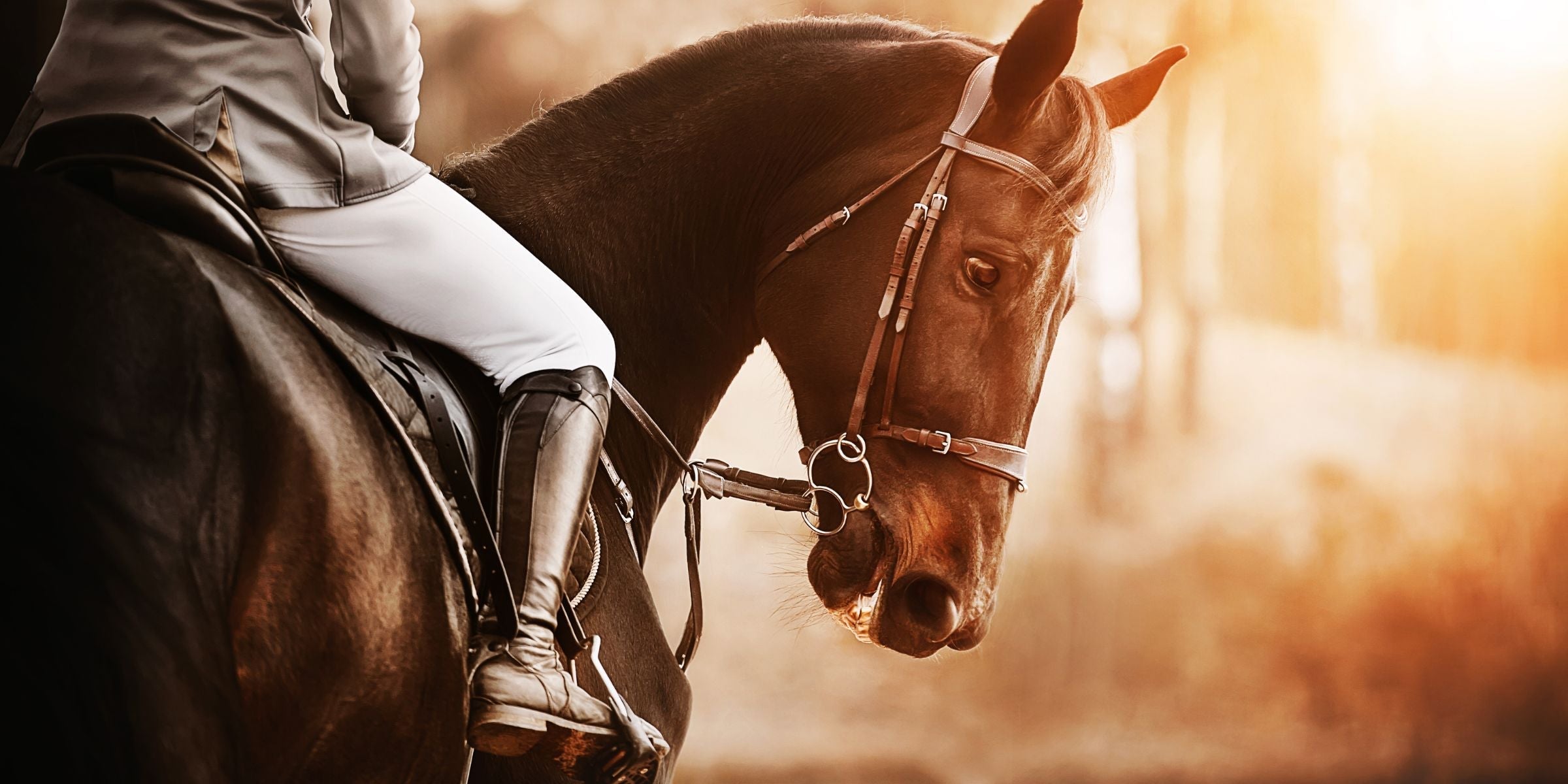Reitsport Schuheinlage